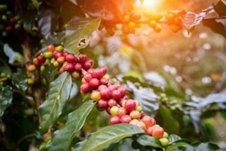 the history of coffee teaser